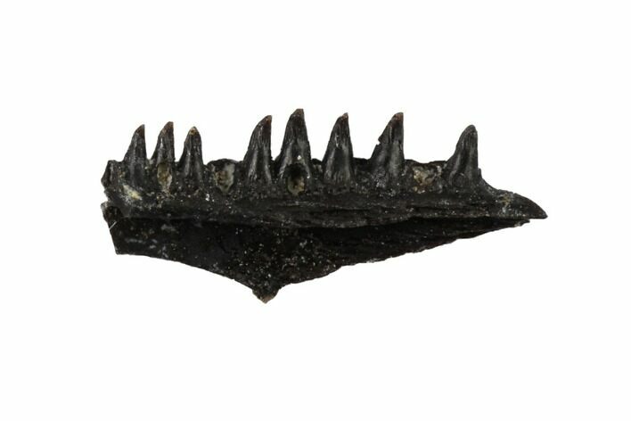 Permian Synapsid (Mycterosaurus) Jaw Section - Oklahoma #137622